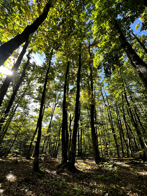 Sous bois forestier par temps ensoleillé