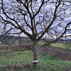 Lâcher prise au pied d'un arbre